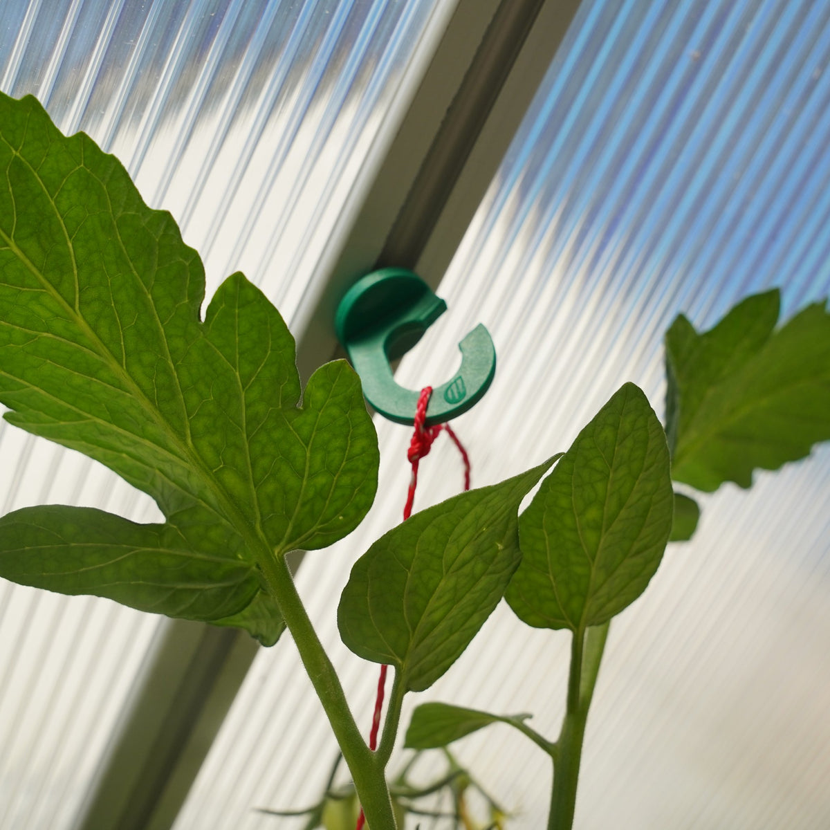 Gewächshausclip als Haken hält die Schnur einer jungen Tomatenpflanze im Gewächshaus