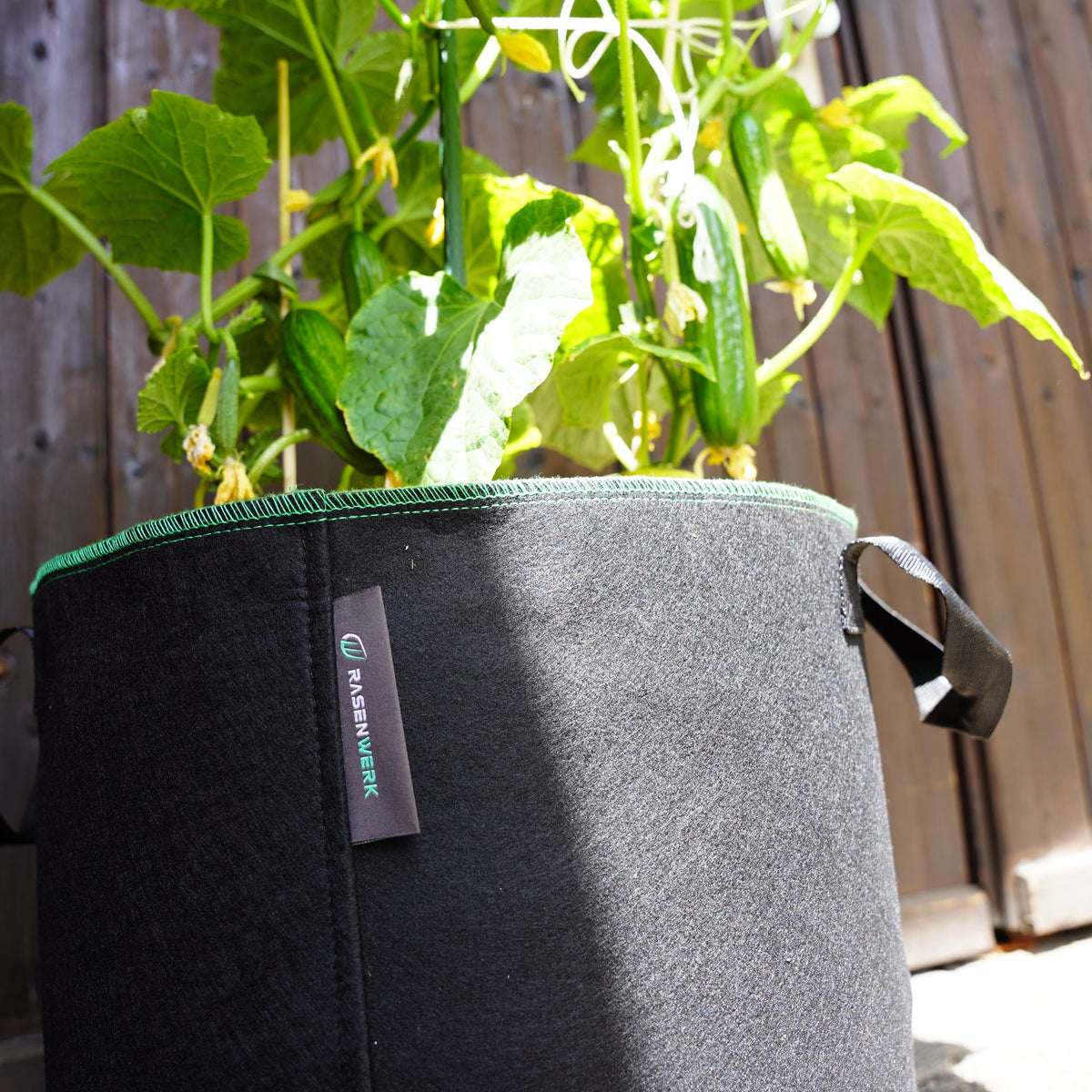 Pflanztasche aus Vliesstoff mit Gurkenpflanze an einer Holzwand